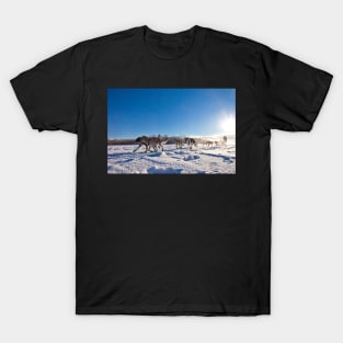 Yukon Quest dog team pulling sled T-Shirt